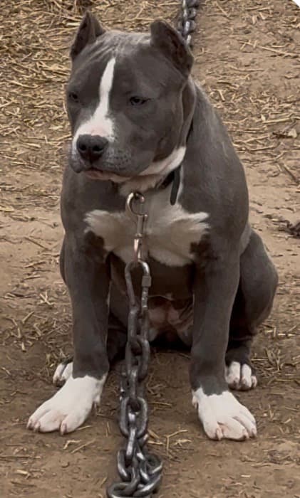 Photo of Chanel