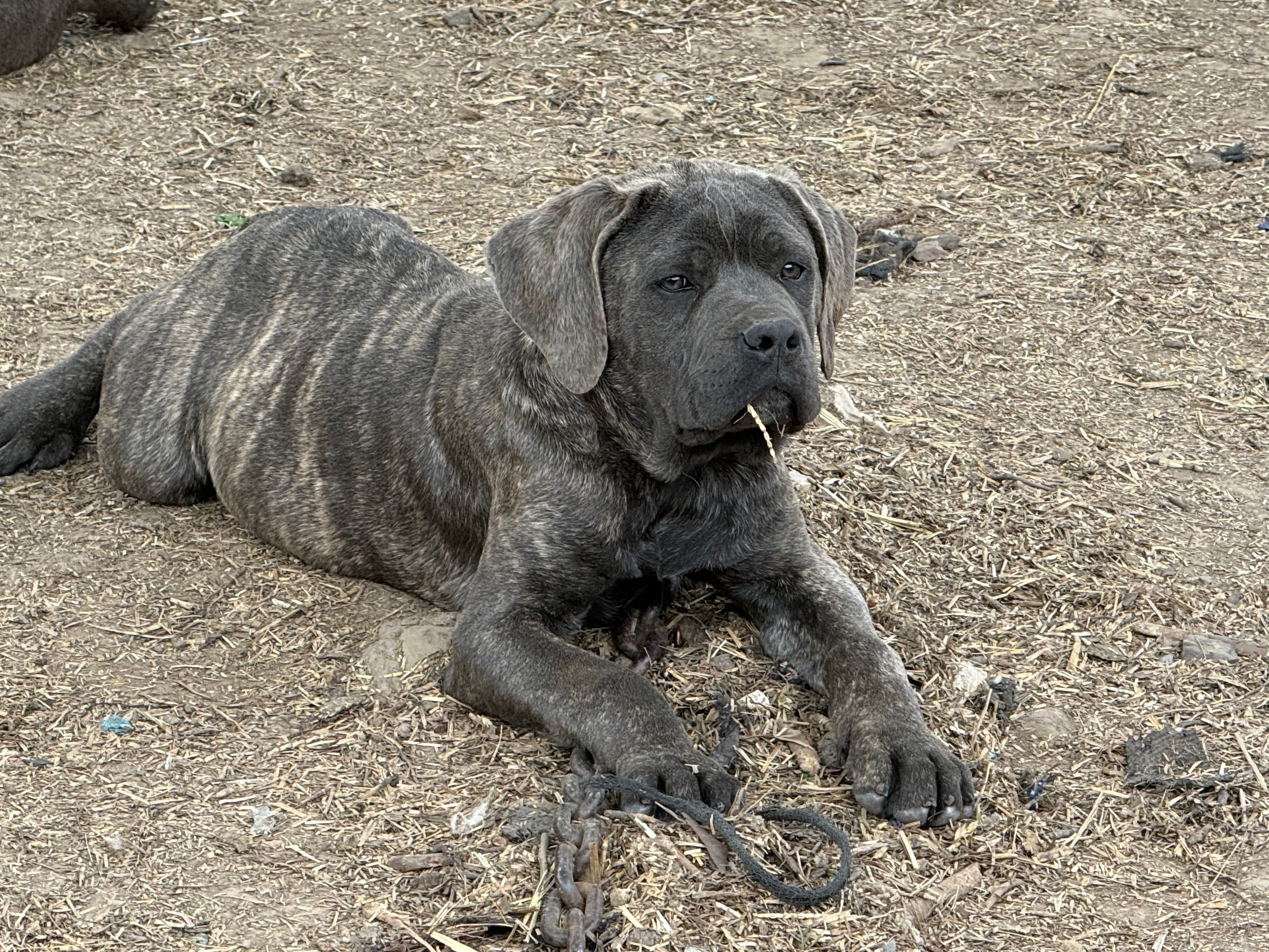 Photo of Boss