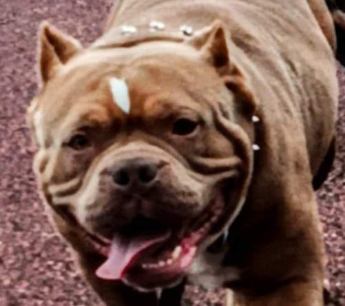 Photo of Mocha