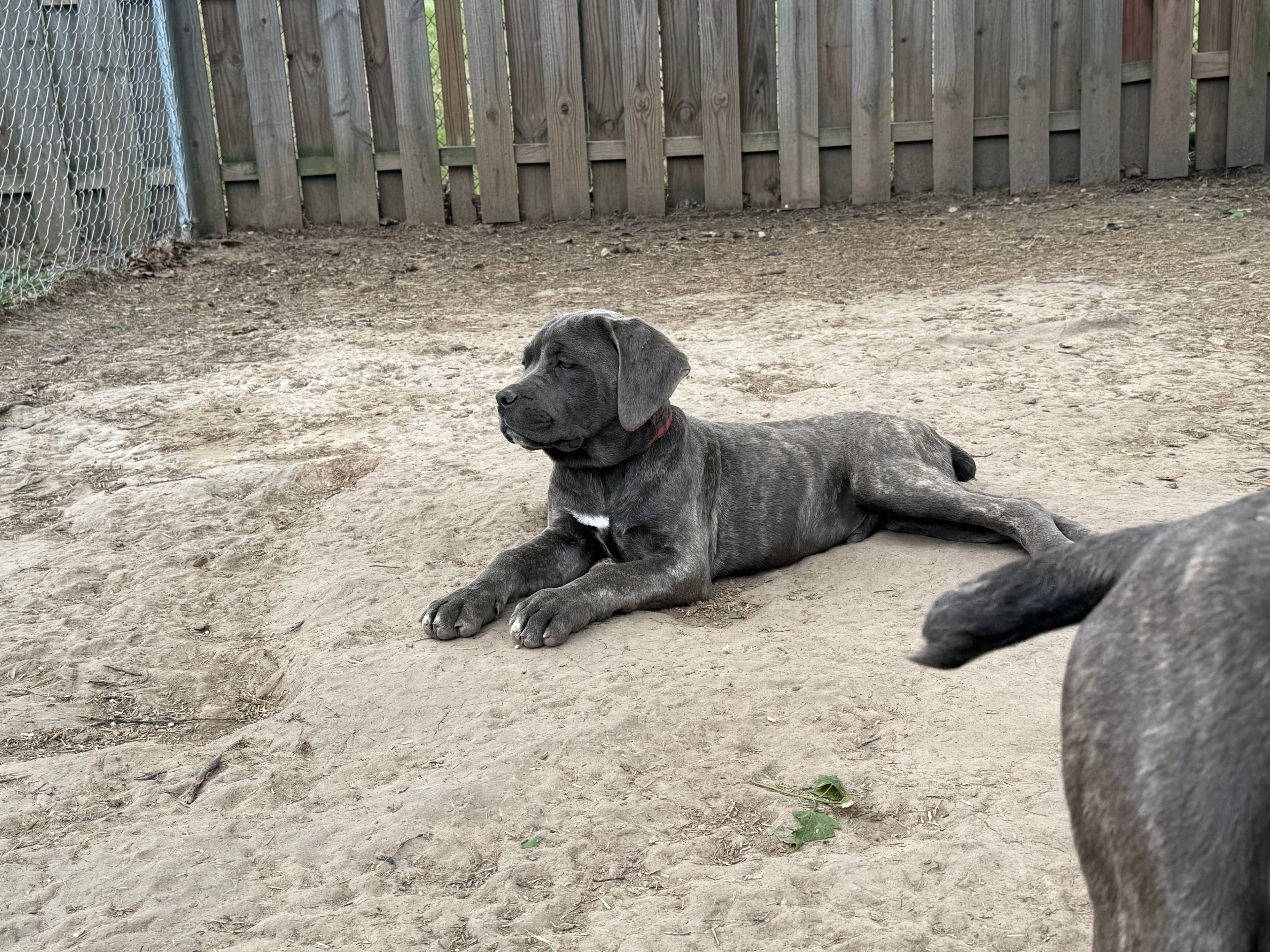 Photo of Max