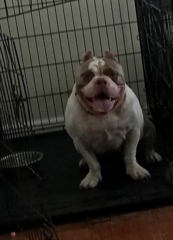 Photo of Big Bella